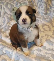 Foxie, a female Australian Shepherd for sale in Sugartown, LA – 1 of 4