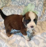 Foxie, a female Australian Shepherd for sale in Sugartown, LA – 3 of 4