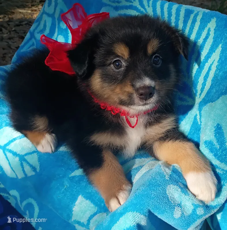 Diamond – Australian Shepherd puppy for sale in Sugartown, LA