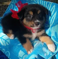 Diamond, a female Australian Shepherd for sale in Sugartown, LA – 1 of 1