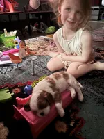 Girl Blenheim , a female Cavalier King Charles Spaniel for sale in Ontario Center, NY – 10 of 10