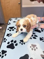 PURE Male Blenheim , a male Cavalier King Charles Spaniel for sale in Ontario Center, NY – 6 of 10