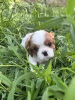 Girl Blenheim , a female Cavalier King Charles Spaniel for sale in Ontario Center, NY – 3 of 10