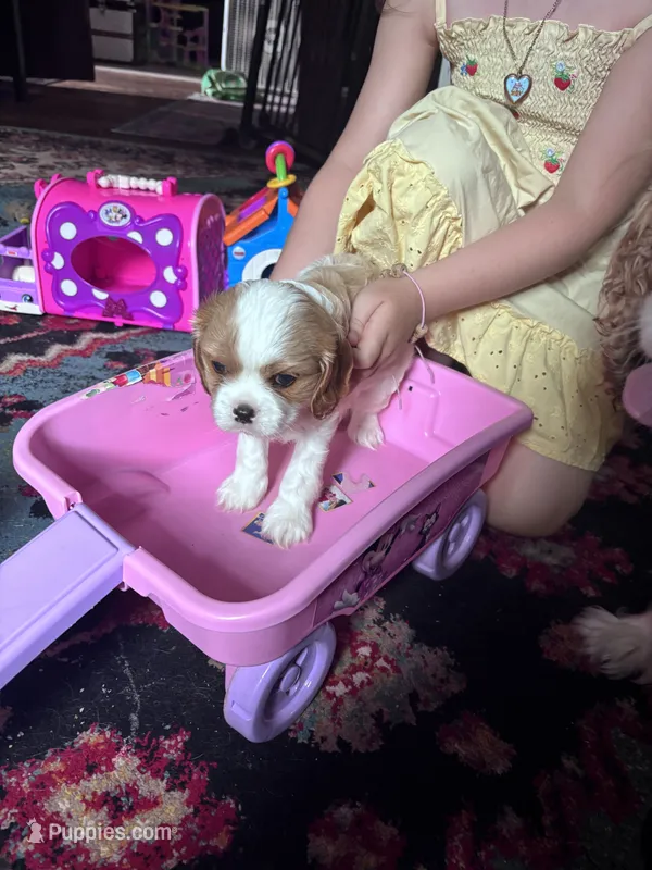Rare Blonde Male Blenheim  – Cavalier King Charles Spaniel puppy for sale in Ontario Center, NY