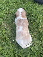 Rare Blonde Male, a male Cavalier King Charles Spaniel for sale in Ontario Center, NY – 7 of 10