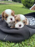Rare Blonde Male, a male Cavalier King Charles Spaniel for sale in Ontario Center, NY – 4 of 10