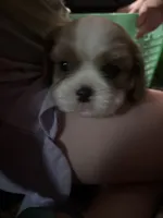 Rare Blonde Male, a male Cavalier King Charles Spaniel for sale in Ontario Center, NY – 9 of 10