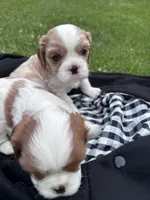 Rare Blonde Male, a male Cavalier King Charles Spaniel for sale in Ontario Center, NY – 2 of 10