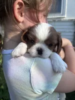 Girl Blenheim , a female Cavalier King Charles Spaniel for sale in Ontario Center, NY – 4 of 10