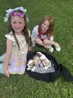 Rare Blonde Male, a male Cavalier King Charles Spaniel for sale in Ontario Center, NY – 8 of 10