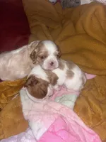 Rare Blonde Male, a male Cavalier King Charles Spaniel for sale in Ontario Center, NY – 3 of 10