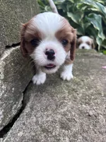 Girl Blenheim , a female Cavalier King Charles Spaniel for sale in Ontario Center, NY – 9 of 10