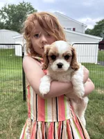 PURE Male Blenheim , a male Cavalier King Charles Spaniel for sale in Ontario Center, NY – 5 of 10