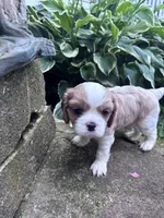 Rare Blonde Male, a male Cavalier King Charles Spaniel for sale in Ontario Center, NY – 6 of 10