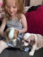 Girl Blenheim , a female Cavalier King Charles Spaniel for sale in Ontario Center, NY – 8 of 10