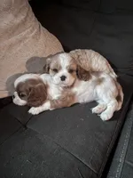 Rare Blonde Male Blenheim , a male Cavalier King Charles Spaniel for sale in Ontario Center, NY – 10 of 10