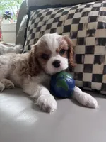 PURE Male Blenheim , a male Cavalier King Charles Spaniel for sale in Ontario Center, NY – 1 of 10