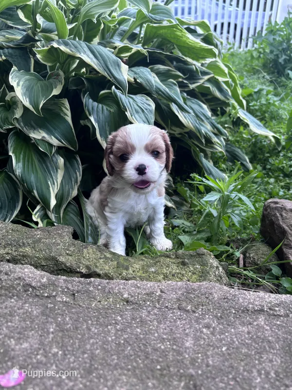 Rare Blonde Male – Cavalier King Charles Spaniel puppy for sale in Ontario Center, NY