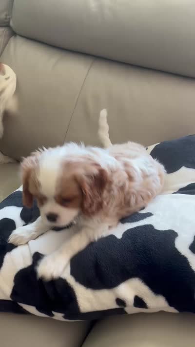 PURE Male Blenheim , a male Cavalier King Charles Spaniel for sale in Ontario Center, NY – 10 of 10