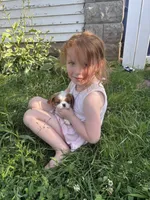 Girl Blenheim , a female Cavalier King Charles Spaniel for sale in Ontario Center, NY – 5 of 10