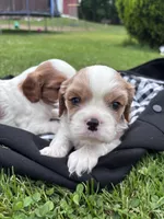 Rare Blonde Male, a male Cavalier King Charles Spaniel for sale in Ontario Center, NY – 5 of 10