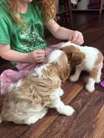 Rare Blonde Male Blenheim , a male Cavalier King Charles Spaniel for sale in Ontario Center, NY – 9 of 10