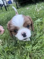 Girl Blenheim , a female Cavalier King Charles Spaniel for sale in Ontario Center, NY – 2 of 10