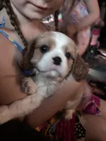 Rare Blonde Male Blenheim , a male Cavalier King Charles Spaniel for sale in Ontario Center, NY – 5 of 10