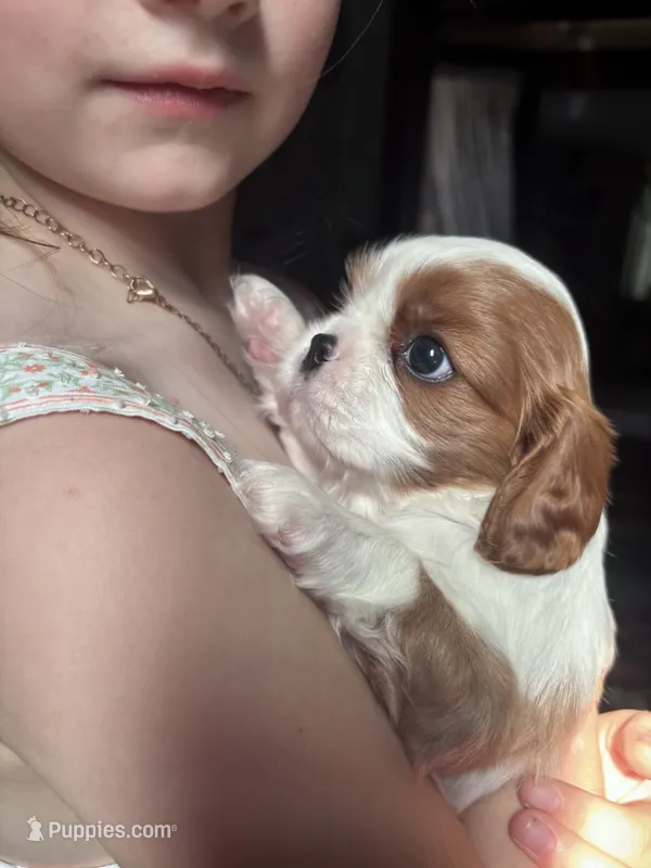 Girl Blenheim  – Cavalier King Charles Spaniel puppy for sale in Ontario Center, NY