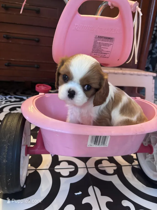 Girl Blenheim  – Cavalier King Charles Spaniel puppy for sale in Ontario Center, NY