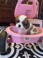 Prettiest Girl Blenheim , a female Cavalier King Charles Spaniel for sale in Ontario Center, NY – 1 of 10