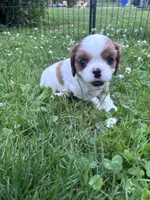 Girl Blenheim , a female Cavalier King Charles Spaniel for sale in Ontario Center, NY – 7 of 10