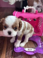 Prettiest Girl Blenheim , a female Cavalier King Charles Spaniel for sale in Ontario Center, NY – 10 of 10