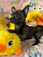 Sophia, a female Chihuahua for sale in Campbellsville, KY – Photo 5 of 9