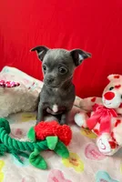 Sophia, a female Chihuahua for sale in Campbellsville, KY – Photo 8 of 9