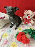 Sophia, a female Chihuahua for sale in Campbellsville, KY – Photo 7 of 9