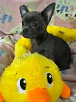 Sophia, a female Chihuahua for sale in Campbellsville, KY – Photo 4 of 9