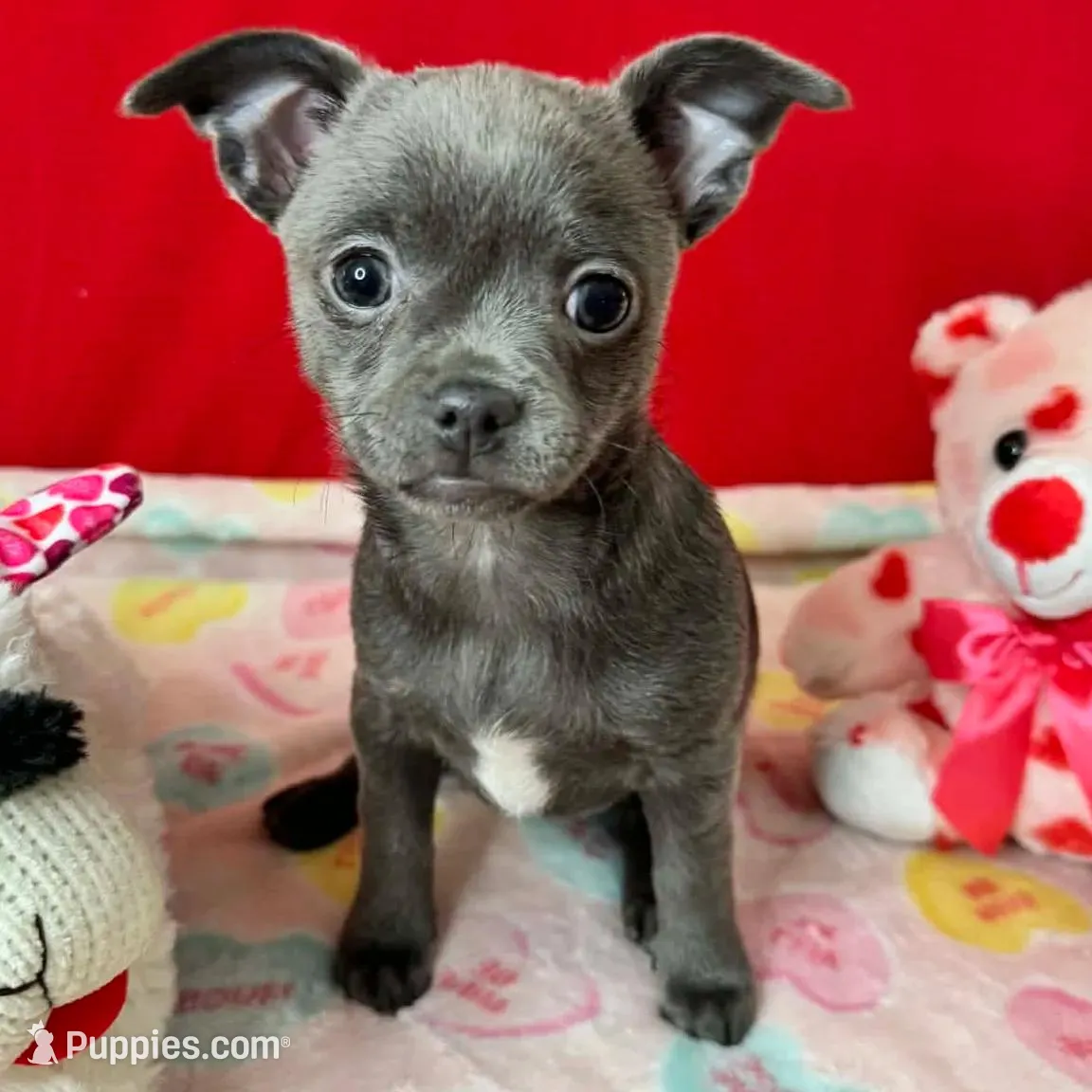 Sophia, a female Chihuahua for sale in Campbellsville, KY – Photo 6 of 9