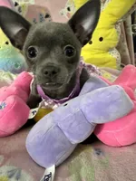 Sophia, a female Chihuahua for sale in Campbellsville, KY – Photo 3 of 9