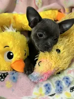 Sophia, a female Chihuahua for sale in Campbellsville, KY – Photo 2 of 9