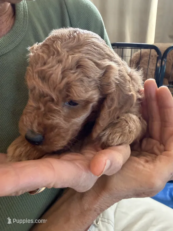 Charlotte – Goldendoodle puppy for sale in Fort Collins, CO