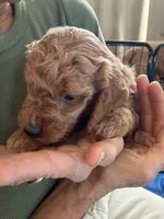 Charlotte, a female Goldendoodle for sale in Fort Collins, CO – 1 of 6