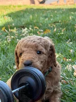 George, a male Goldendoodle for sale in Fort Collins, CO – 4 of 5