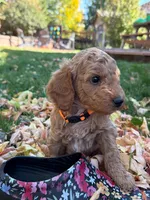 Matilda, a female Goldendoodle for sale in Fort Collins, CO – 5 of 5