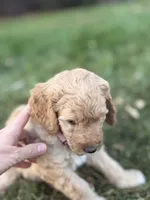 Peppa, a female Goldendoodle for sale in Fort Collins, CO – 2 of 7
