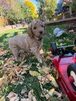 Alice, a female Goldendoodle for sale in Fort Collins, CO – 5 of 5