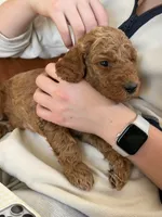Clifford, a male Goldendoodle for sale in Fort Collins, CO – 2 of 5