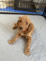 Clifford, a male Goldendoodle for sale in Fort Collins, CO – 4 of 5