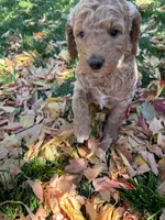Alice, a female Goldendoodle for sale in Fort Collins, CO – 4 of 5