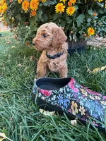 Madeline, a female Goldendoodle for sale in Fort Collins, CO – 3 of 4